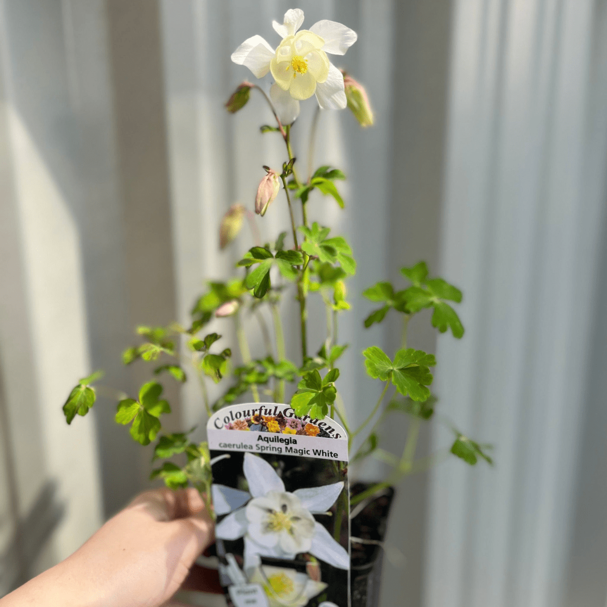 Aquilegia 'Spring Magic White' 9cm - plants - express.com