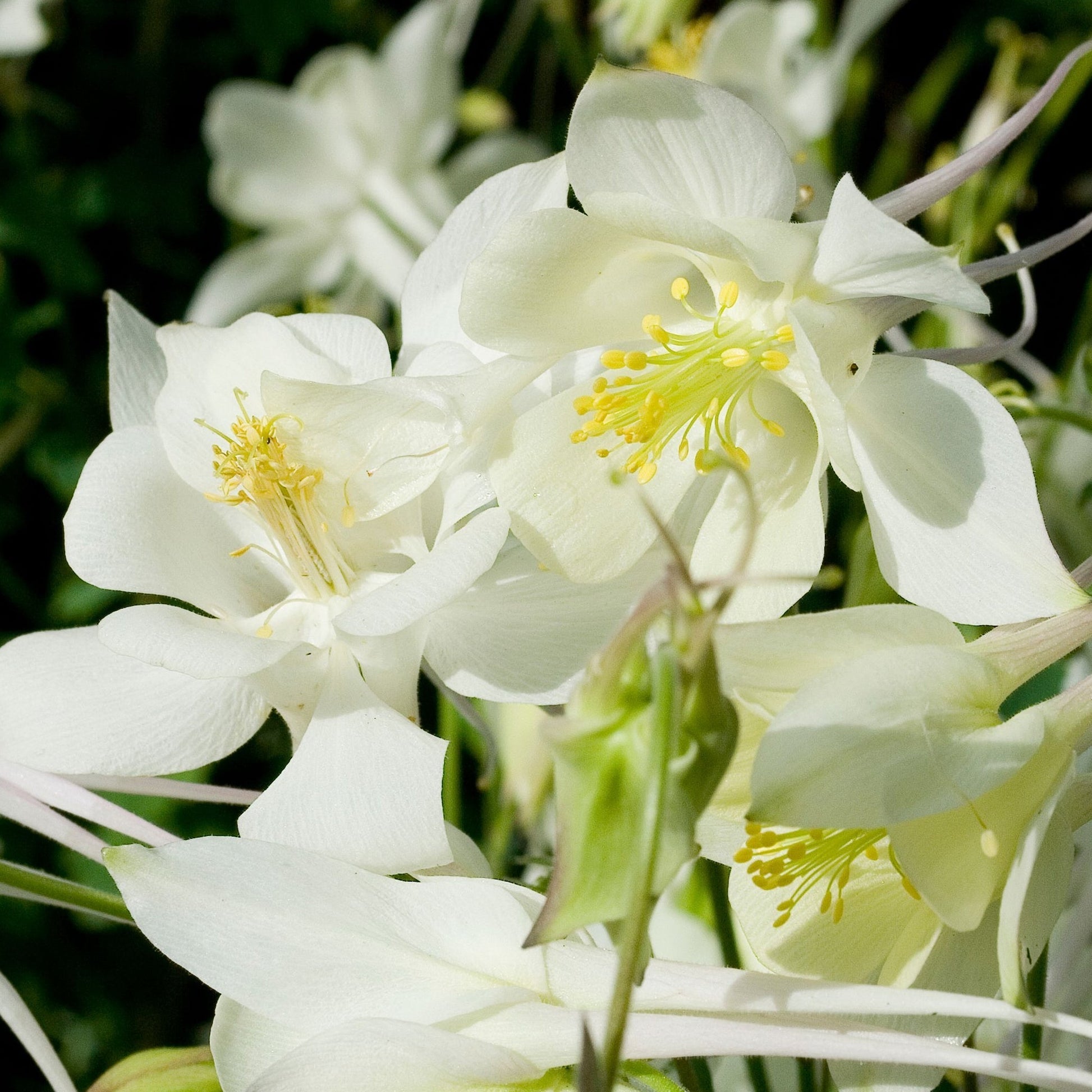 Aquilegia 'Spring Magic White' 9cm - plants - express.com
