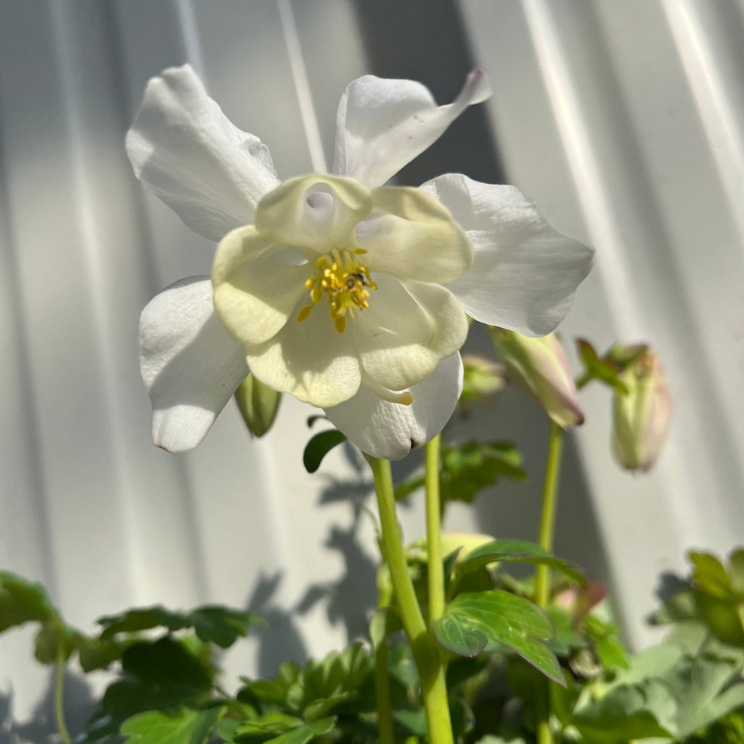 Aquilegia 'Spring Magic White' 9cm - plants - express.com