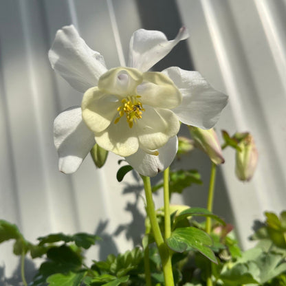 Aquilegia 'Spring Magic White' 9cm - plants - express.com