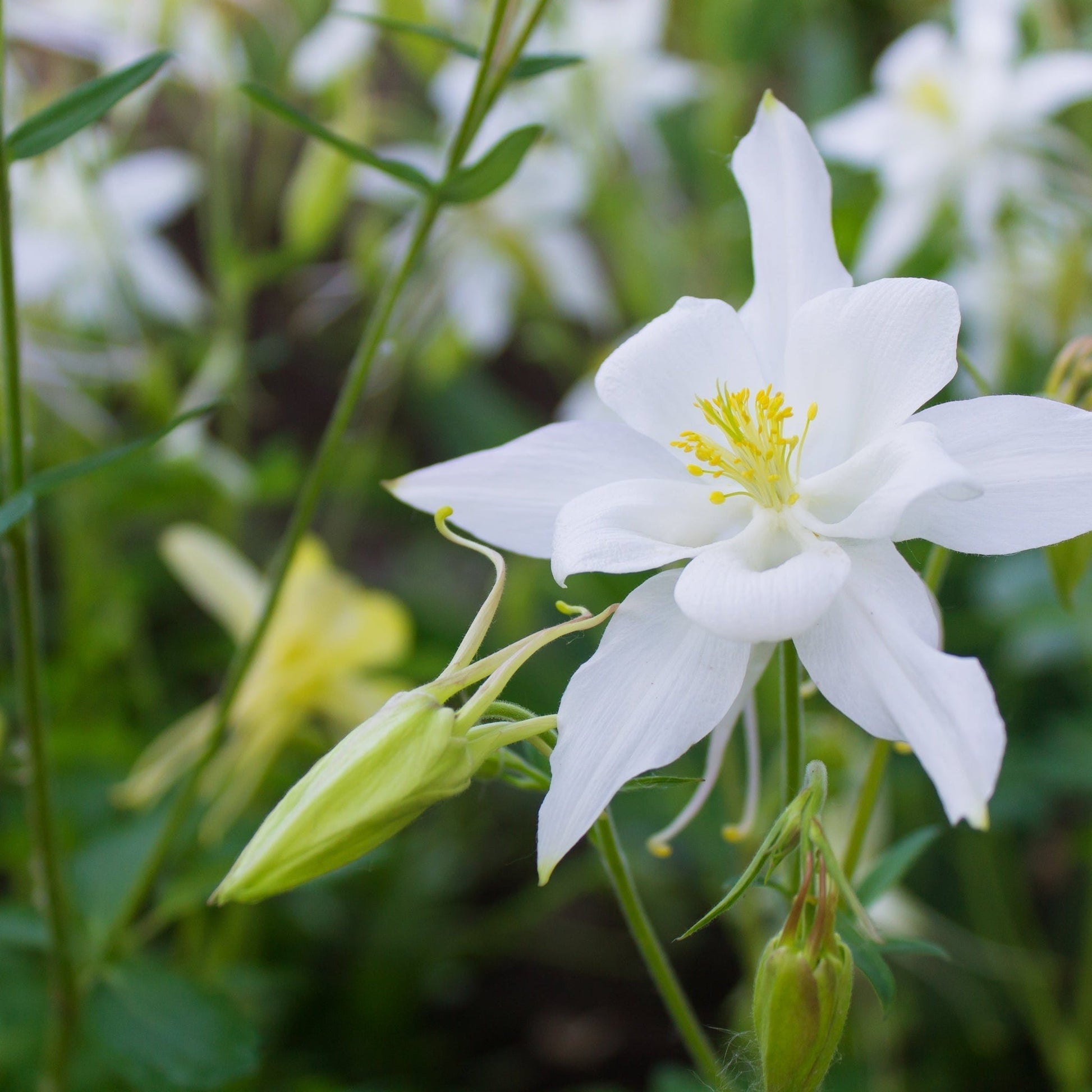 Aquilegia 'Spring Magic White' 9cm - plants - express.com