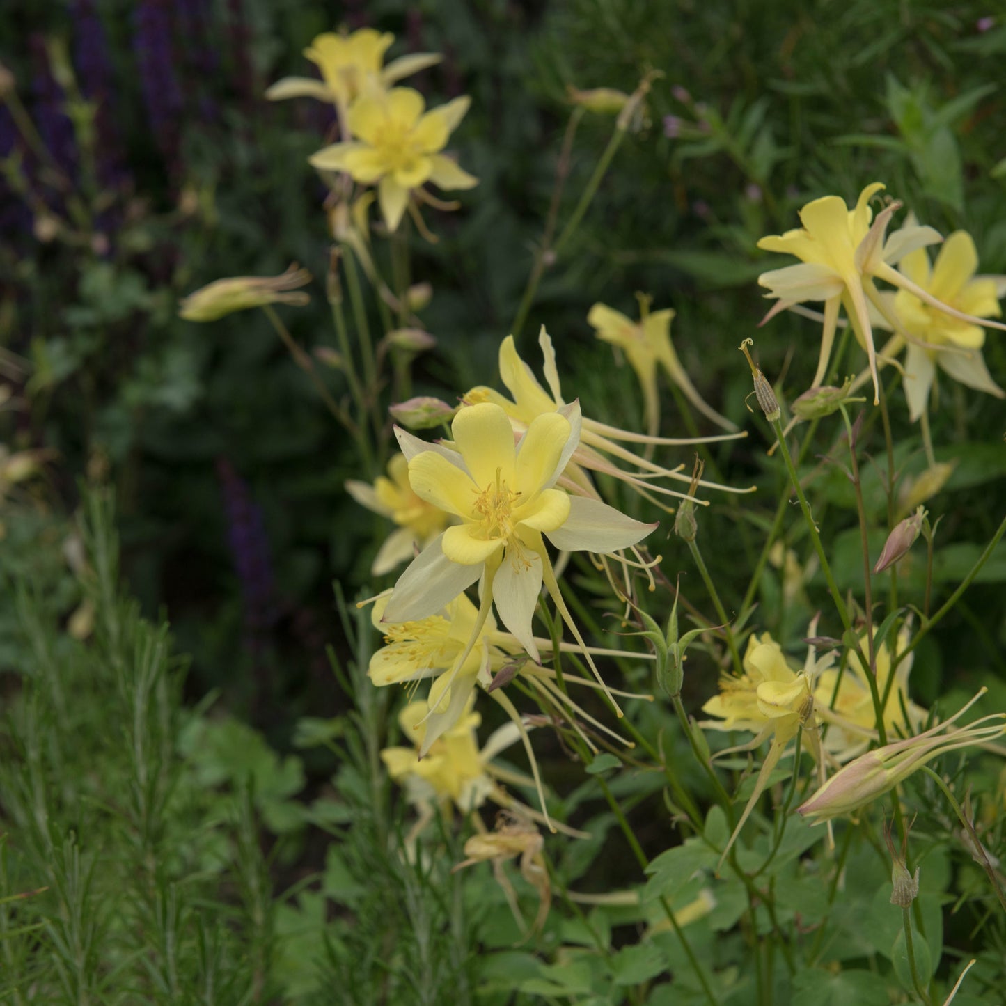 Aquilegia 'Spring Magic Yellow' 9cm - plants - express.com