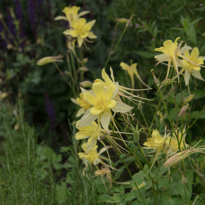 Aquilegia 'Spring Magic Yellow' 9cm - plants - express.com