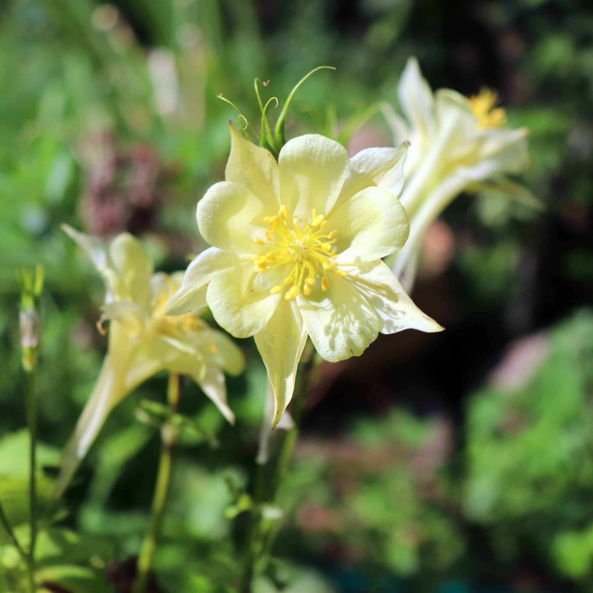 Aquilegia 'Spring Magic Yellow' 9cm - plants - express.com