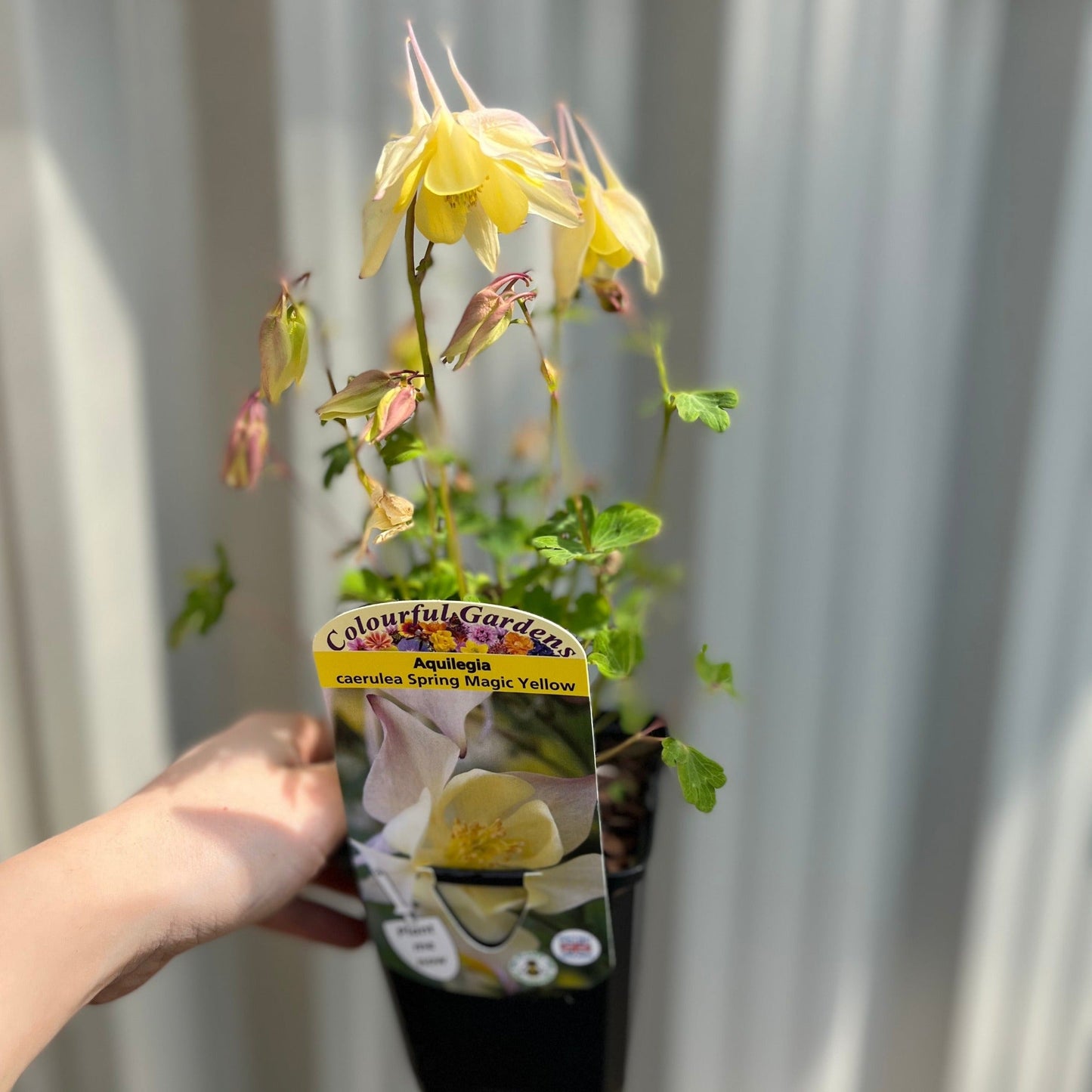 Aquilegia 'Spring Magic Yellow' 9cm - plants - express.com