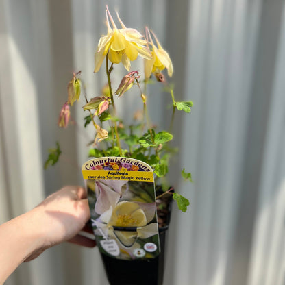 Aquilegia 'Spring Magic Yellow' 9cm - plants - express.com