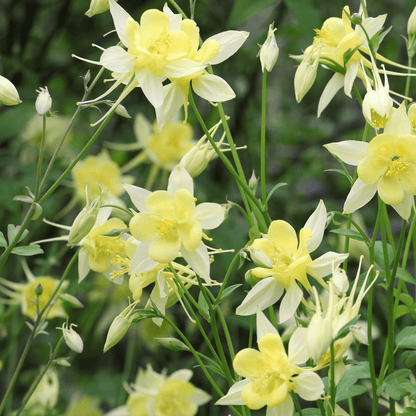 Aquilegia 'Spring Magic Yellow' 9cm - plants - express.com