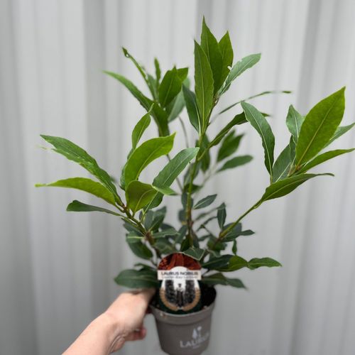 Aromatic Bay Laurel Plant - Versatile Culinary Herb for Gardens & Dishes - plants - express.com