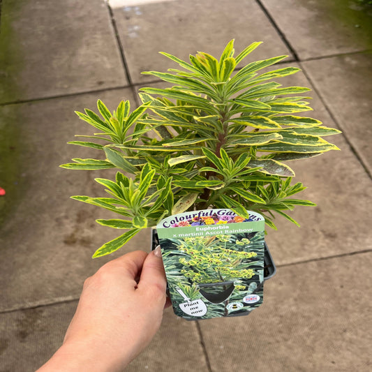 Ascot Rainbow Euphorbia: Vibrant Perennial with Kaleidoscopic Foliage - plants - express.com