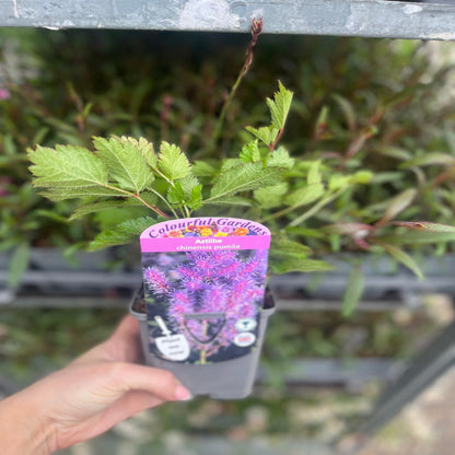 Astilbe chinensis pumila 9cm - plants - express.com