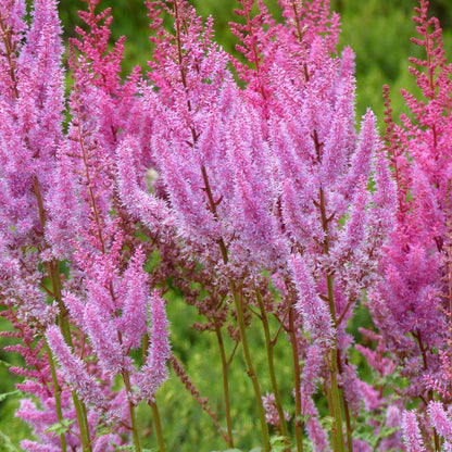 Astilbe chinensis pumila 9cm - plants - express.com