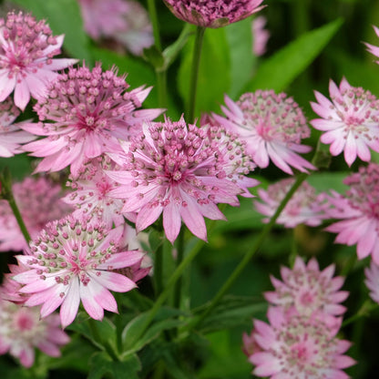 Astrantia Roma 9cm - Elegant Pink Star - shaped Perennial for Shade - plants - express.com