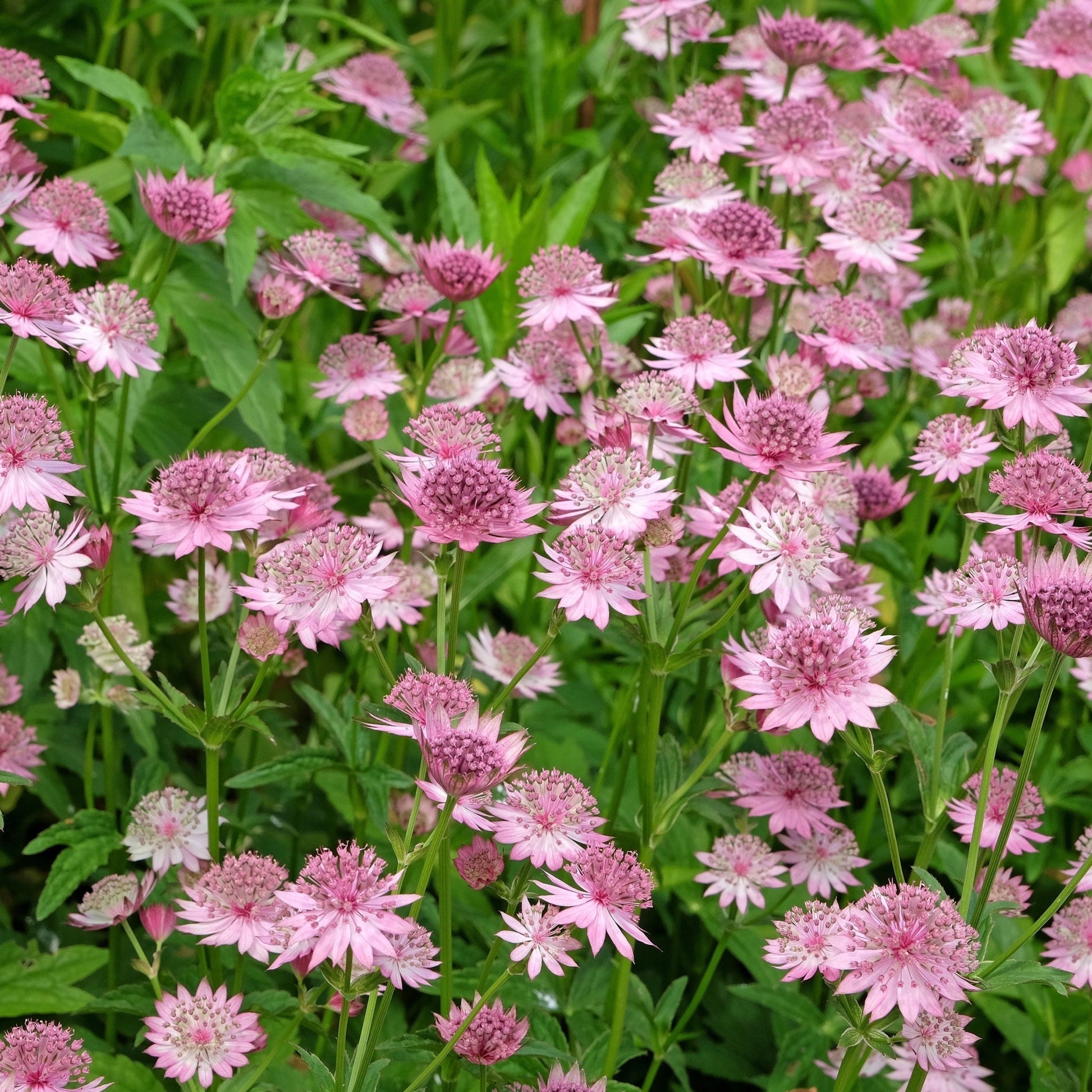 Astrantia Roma 9cm - Elegant Pink Star - shaped Perennial for Shade - plants - express.com