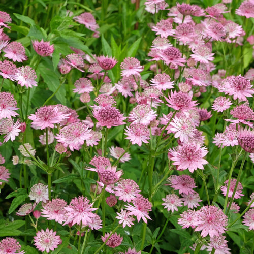 Astrantia Roma 9cm - Elegant Pink Star - shaped Perennial for Shade - plants - express.com