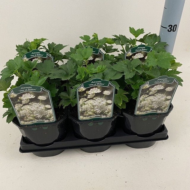 Astrantia 'Star of Billion' 2L - plants - express.com