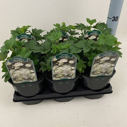 Astrantia 'Star of Billion' 2L - plants - express.com