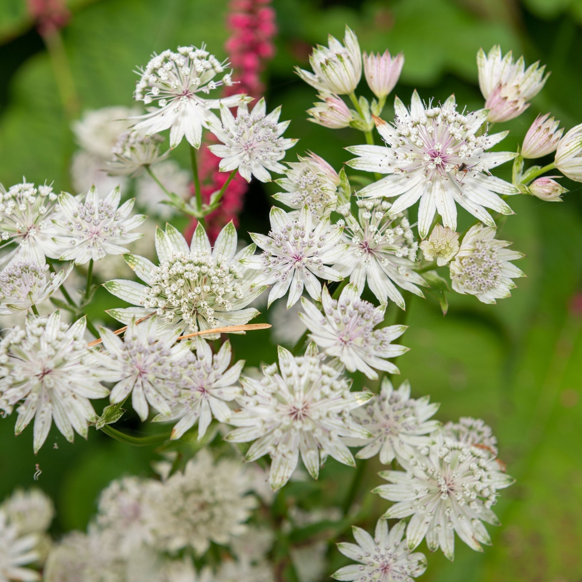 Astrantia 'Star of Billion' 2L - plants - express.com