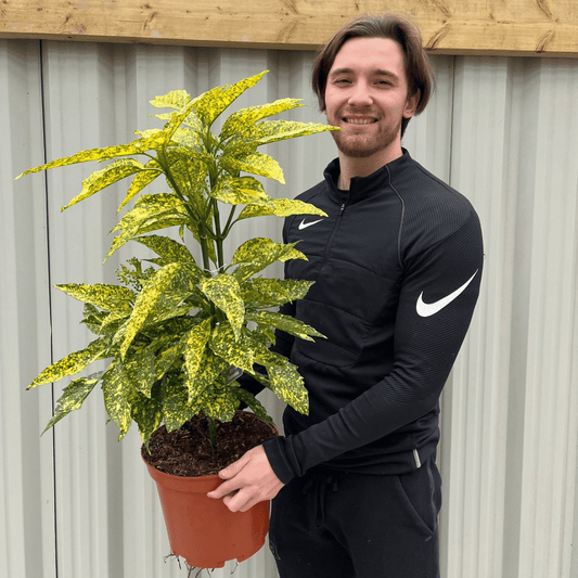 Aucuba Spotted Laurel: Golden - Splashed Evergreen Shrub (2L/5L) - plants - express.com