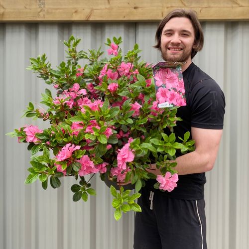 Azalea 'Conny' - Evergreen Blooms May in 2L Pot - plants - express.com