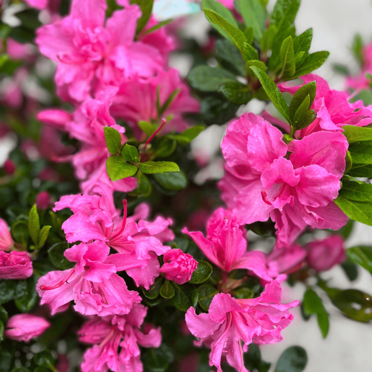Azalea 'Conny' - Evergreen Blooms May in 2L Pot - plants - express.com
