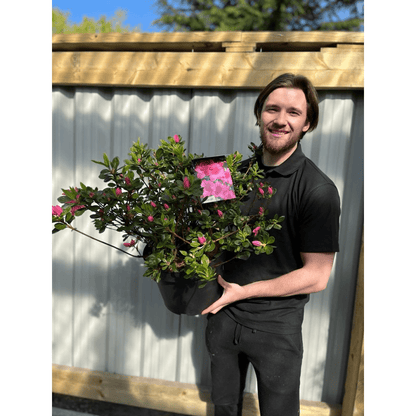 Azalea 'Conny' - Evergreen Blooms May in 2L Pot - plants - express.com