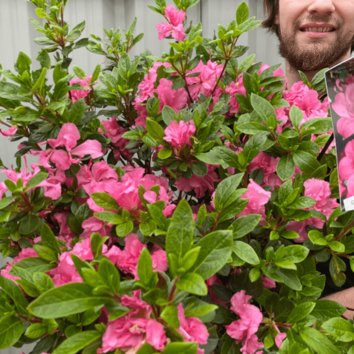 Azalea 'Conny' - Evergreen Blooms May in 2L Pot - plants - express.com