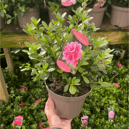Azalea 'Conny' - Evergreen Blooms May in 2L Pot - plants - express.com