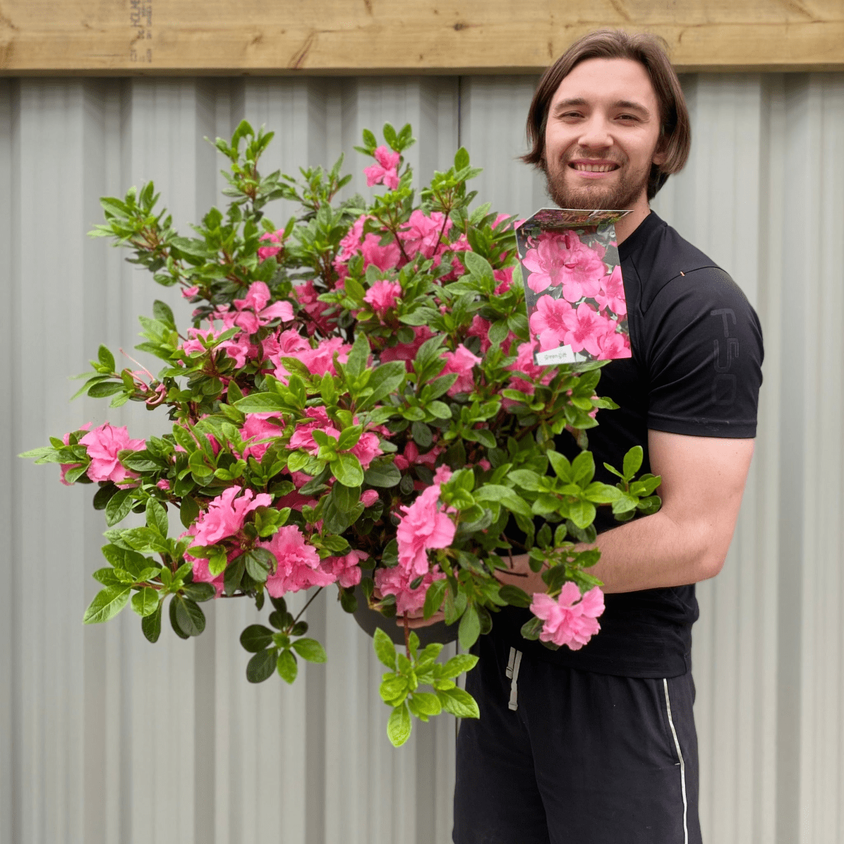 Azalea 'Conny' - Evergreen Blooms May in 2L Pot - plants - express.com