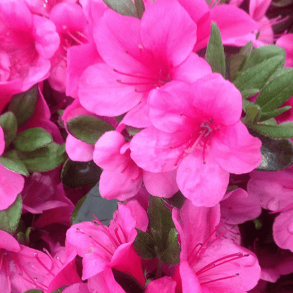 Azalea 'Conny' - Evergreen Blooms May in 2L Pot - plants - express.com