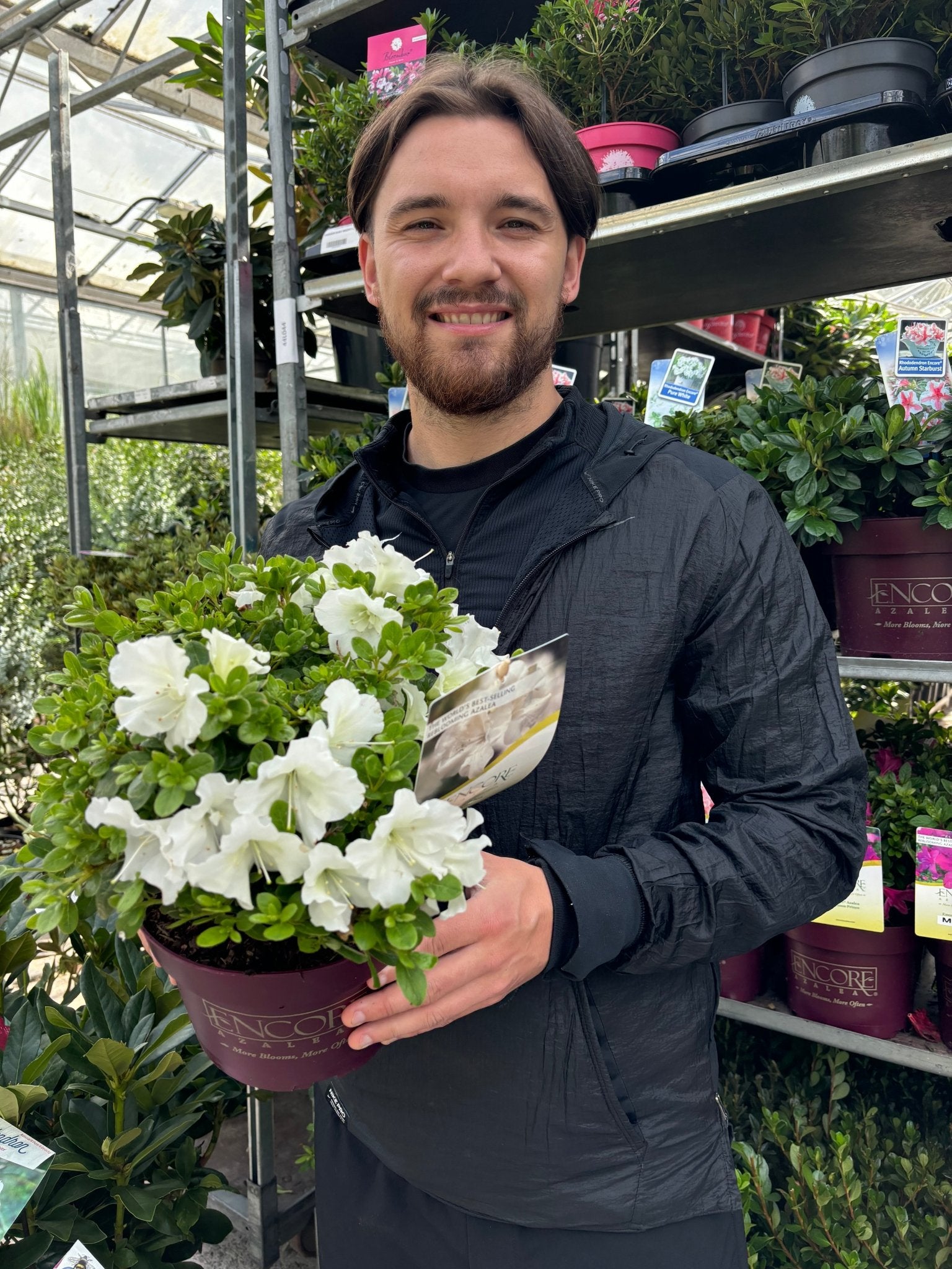 Azalea Encore Autumn Pure White 3L: Compact Evergreen Blooms - plants - express.com