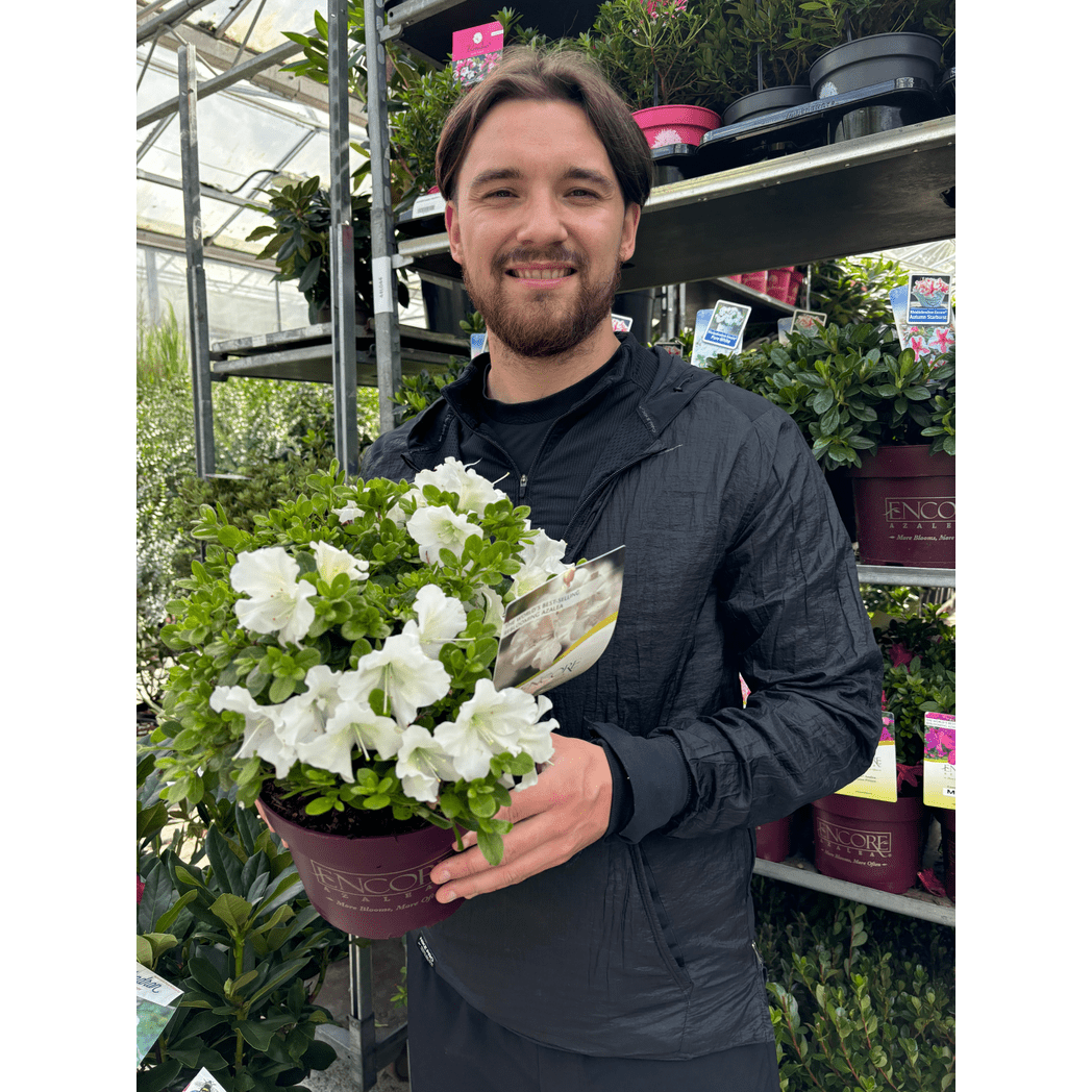 Azalea Encore Autumn Pure White 3L: Compact Evergreen Blooms - plants - express.com
