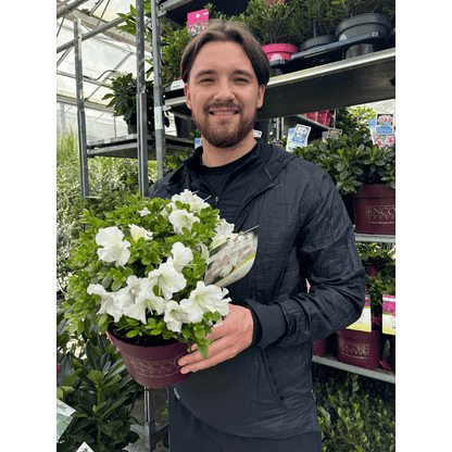 Azalea Encore Autumn Pure White 3L: Compact Evergreen Blooms - plants - express.com