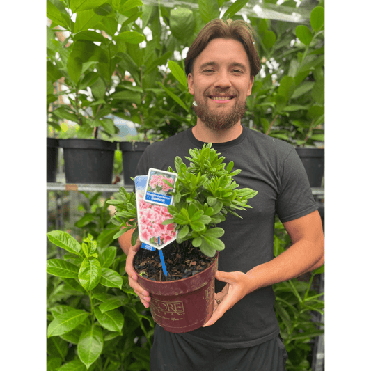 Azalea Encore Sunburst Evergreen Shrub 3L Pot - plants - express.com