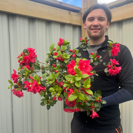 Azalea Florida: Evergreen Blooms May | 1.5L & 5L Pots - plants - express.com