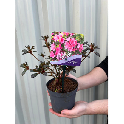 Azalea 'Geisha Pink' 1L - plants - express.com