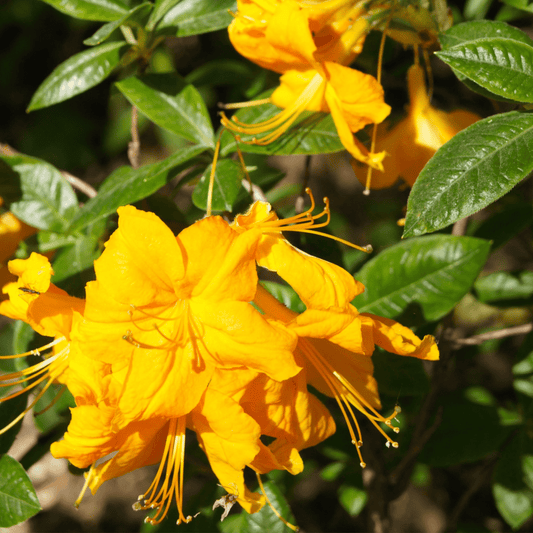Azalea 'Harvest Moon' 5L - Stunning Yellow Blooms for Year - Round Beauty! - plants - express.com