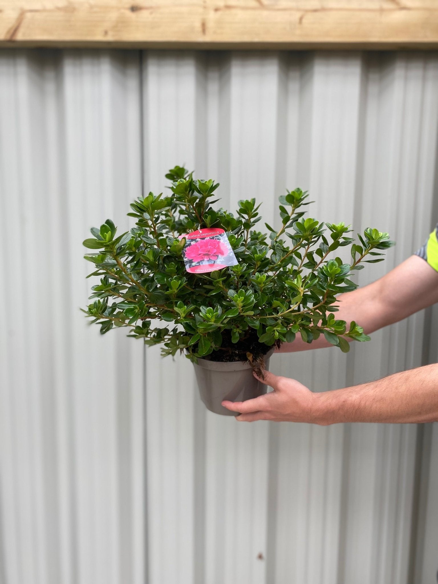Azalea Hino Crimson 1.5L - plants - express.com