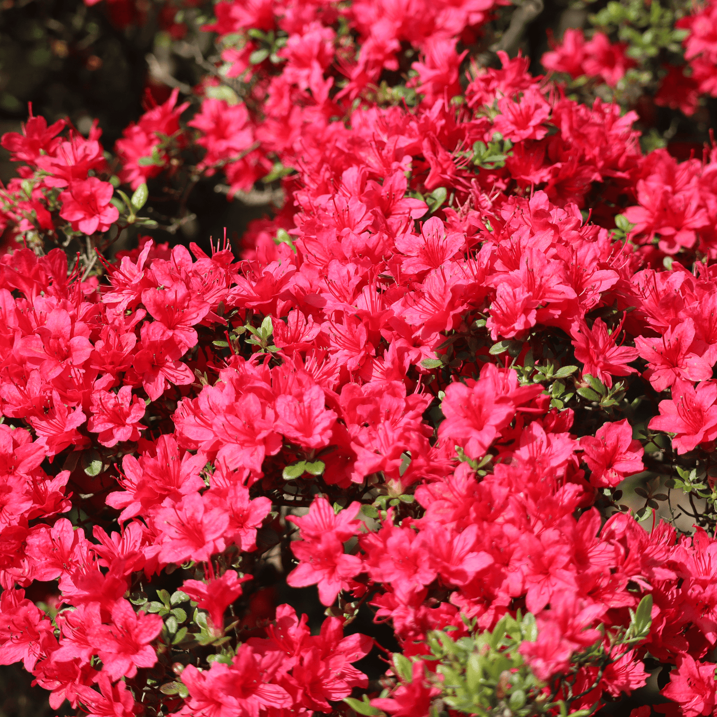 Azalea Hino Crimson 1.5L - plants - express.com