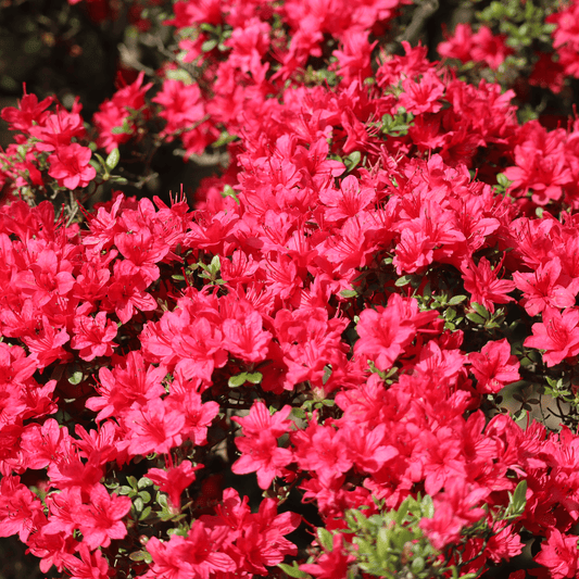 Azalea Hino Crimson 1.5L - plants - express.com