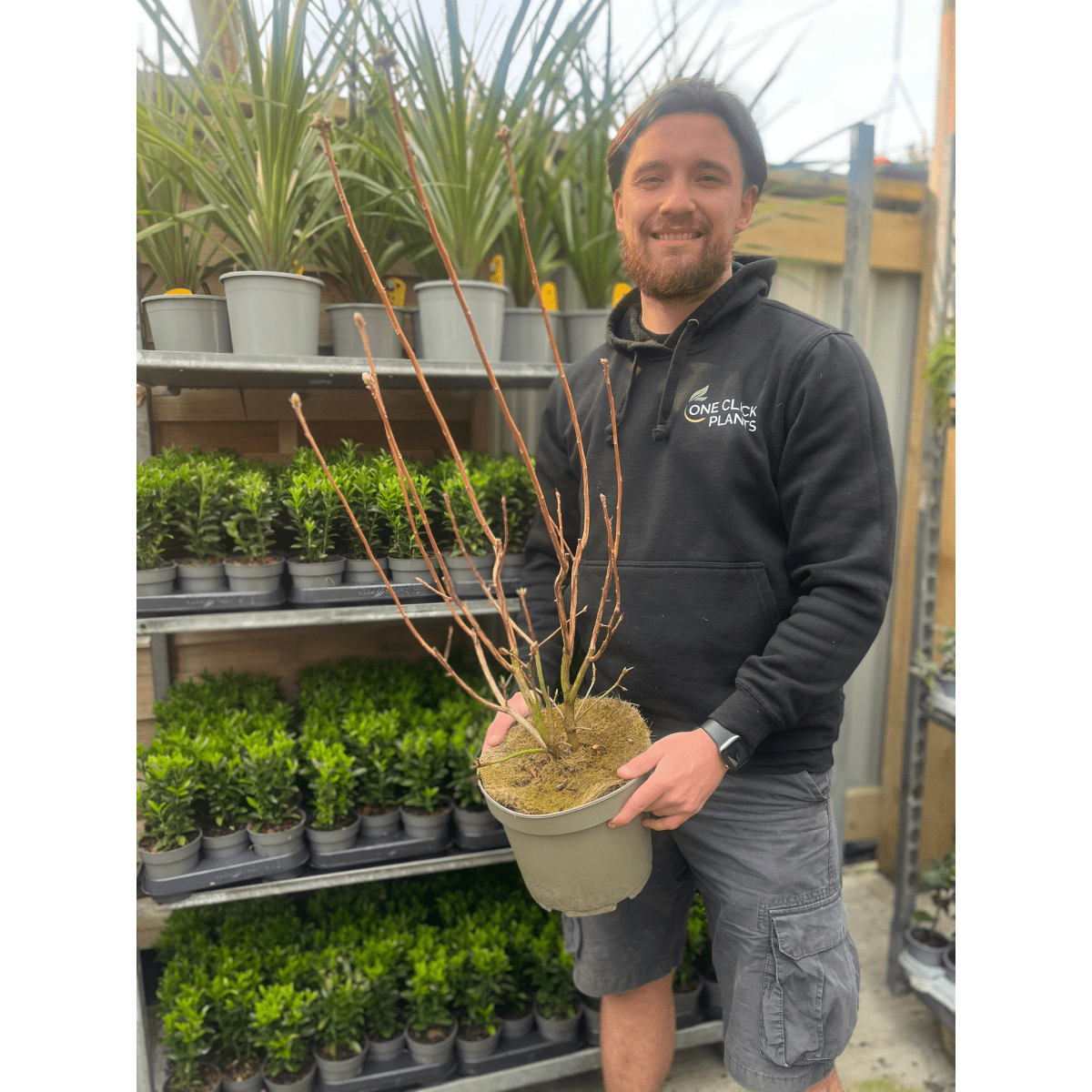 Azalea Knaphill 'Hotspur Red' - 2L/5L Evergreen Blooms in May - plants - express.com