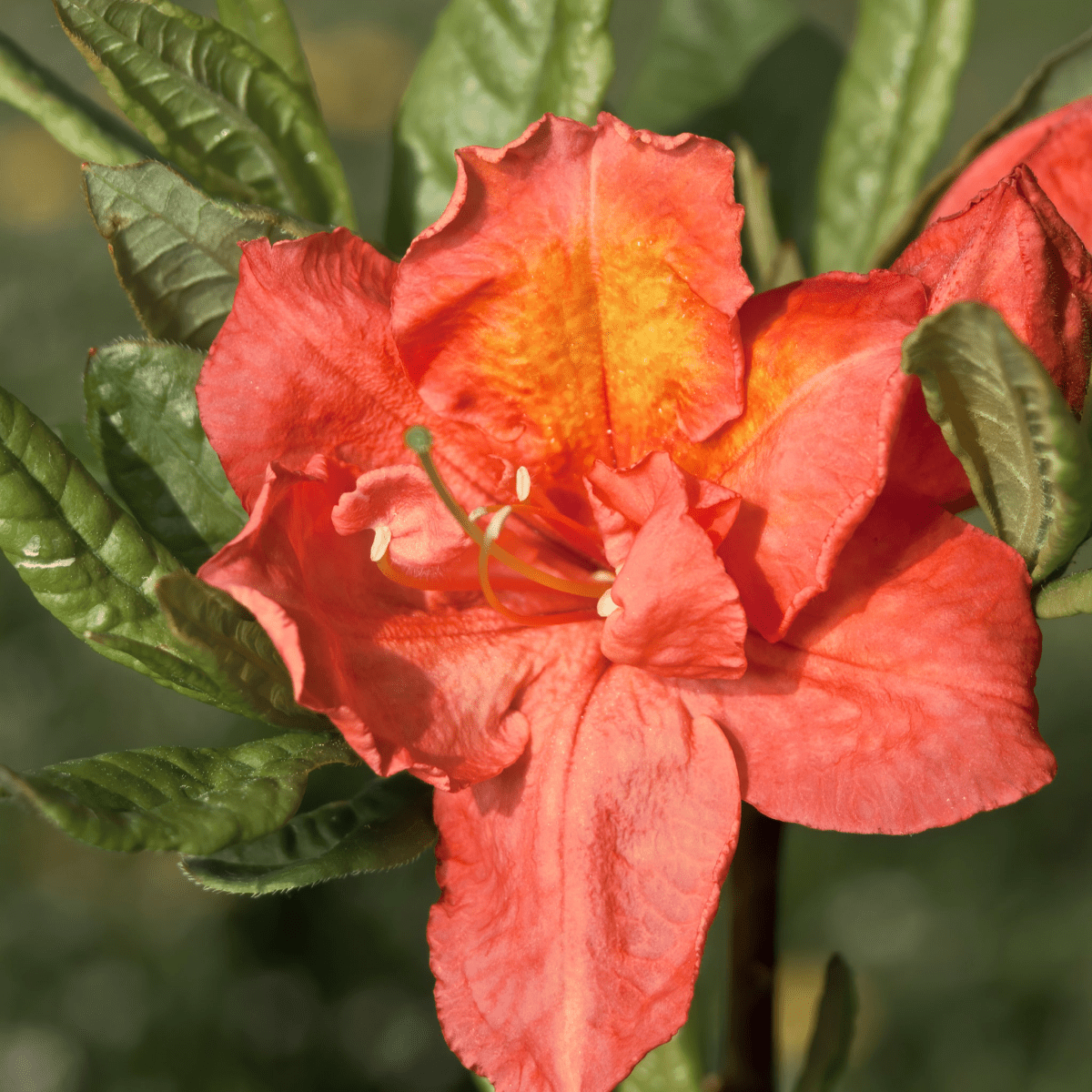 Azalea Knaphill 'Hotspur Red' - 2L/5L Evergreen Blooms in May - plants - express.com