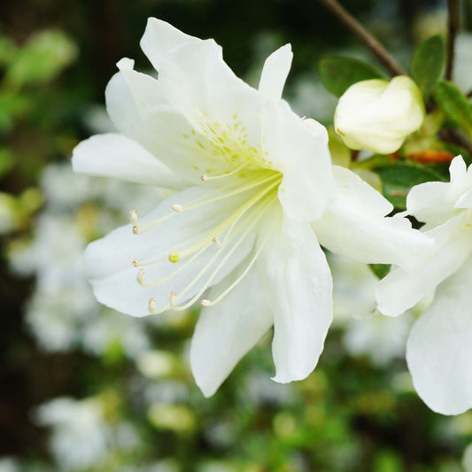 Azalea 'Pleasant White' 9cm / 1L / 3L - plants - express.com