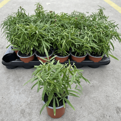 Aztec Pearl Choisya: Compact Evergreen Shrub with Fragrant White Blooms - plants - express.com