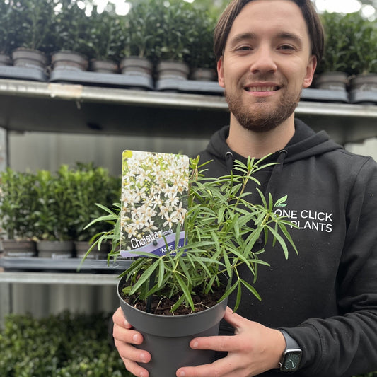 Aztec Pearl Choisya: Compact Evergreen Shrub with Fragrant White Blooms - plants - express.com