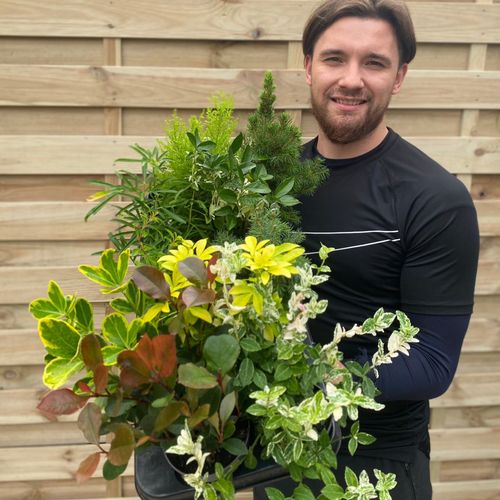 Beautiful Mix of 3 Evergreen & Deciduous Shrubs in 9 - 11cm Pots - plants - express.com