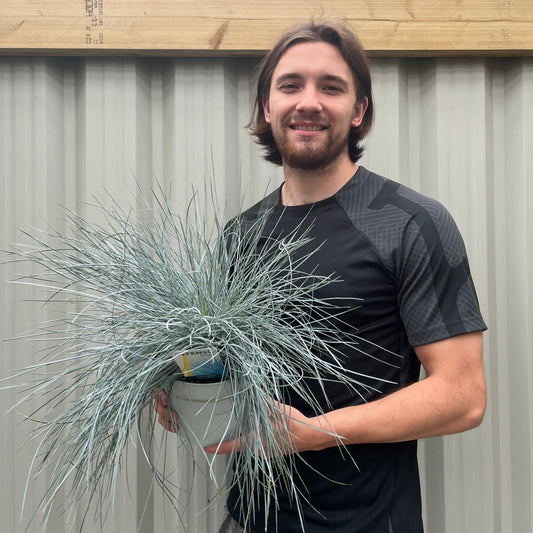 Blue Grass - Festuca Elijah Blue - plants - express.com