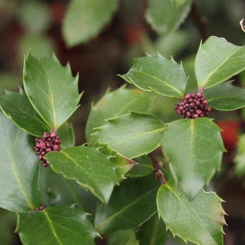 Blue Prince Holly - Dwarf Evergreen for Stunning Greenery in Any Garden - plants - express.com