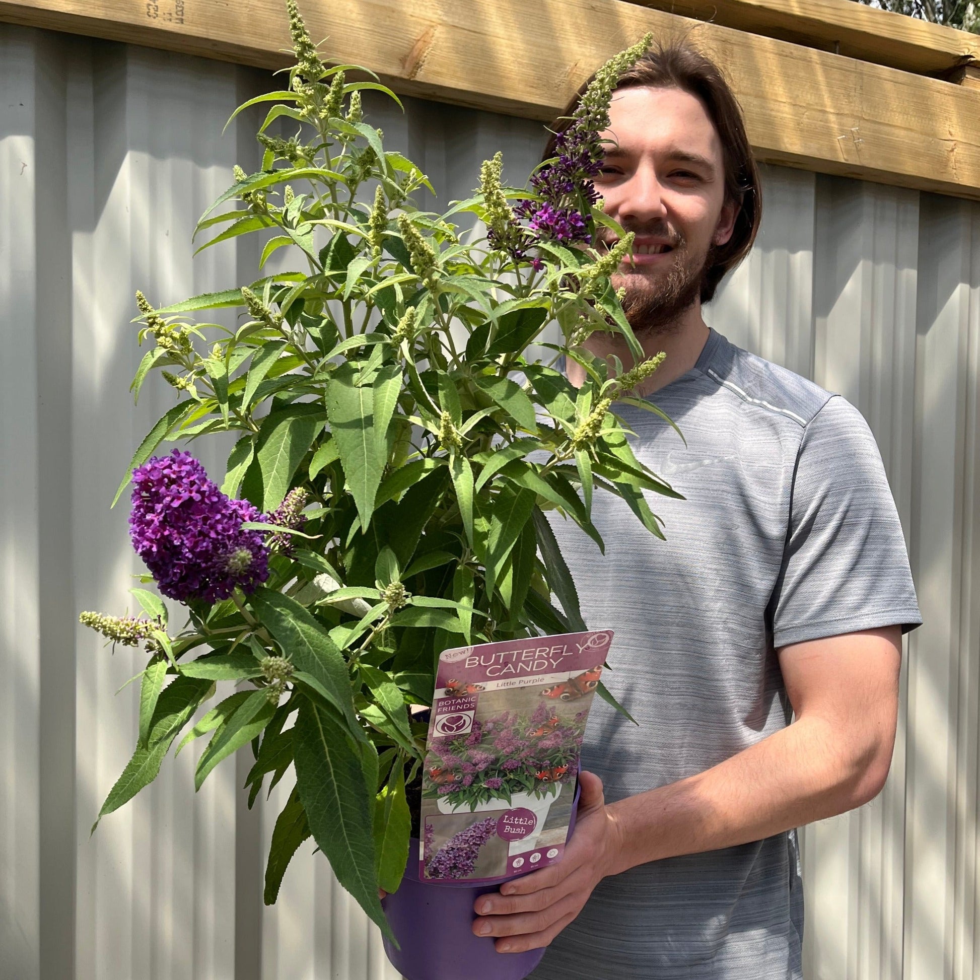 Buddleja Butterfly Candy 'Little Purple' - Compact 1/3L Pot, Sun - Loving - plants - express.com