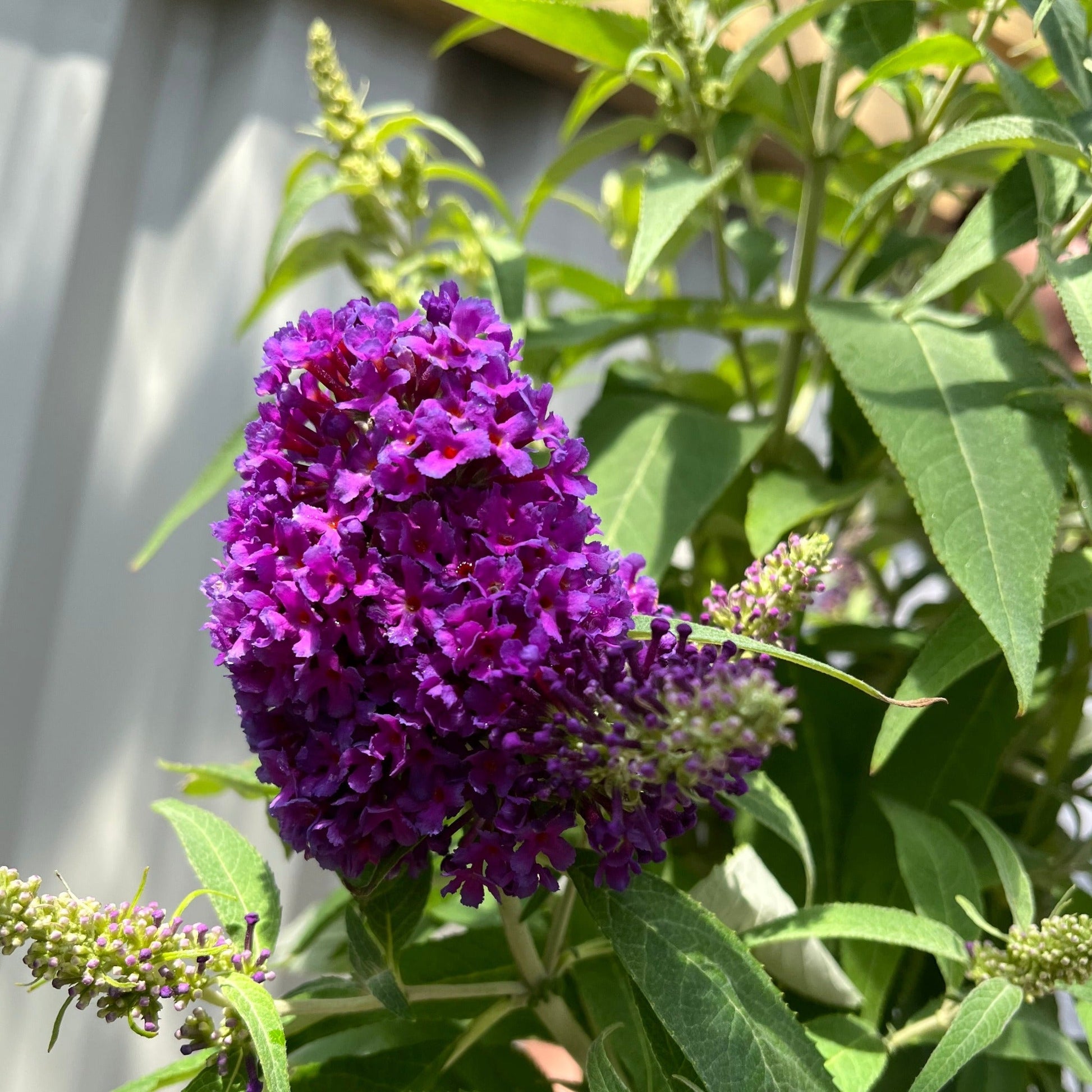 Buddleja Butterfly Candy 'Little Purple' - Compact 1/3L Pot, Sun - Loving - plants - express.com