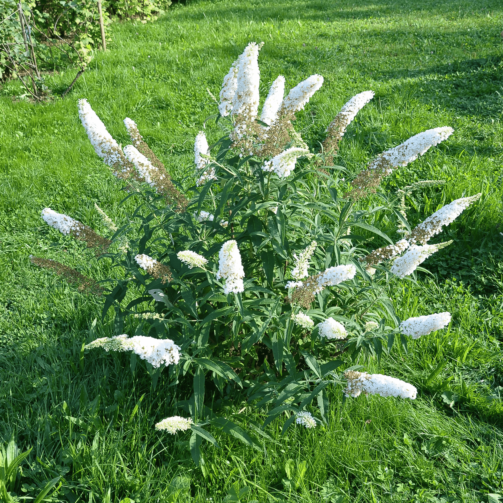 Buddleja Butterfly Candy 'Little White' Compact Sun - Loving 1/3L - plants - express.com